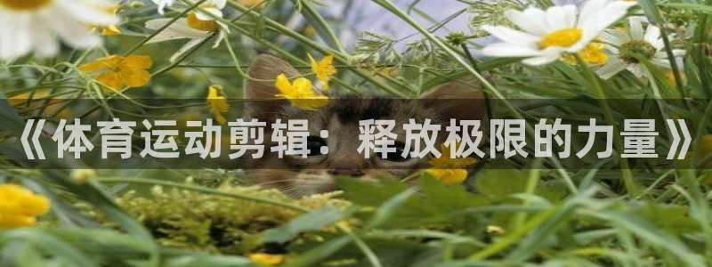 劲球体育免费观看高清中超：《体育运动剪辑：释放极限的力量》